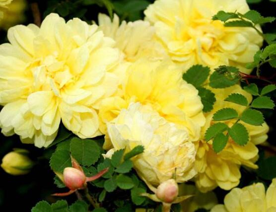 蔷薇花栽种,蔷薇花栽种方法