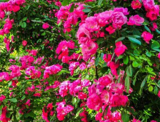 蔷薇花栽种,蔷薇花栽种方法