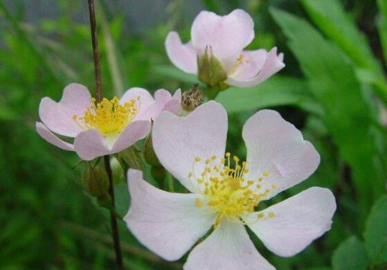 蔷薇花栽种,蔷薇花栽种方法