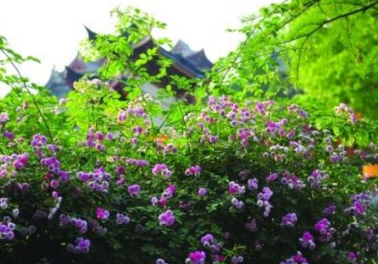 紫色蔷薇花图片,紫色蔷薇花美丽传说