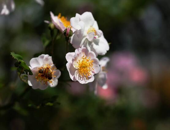 蔷薇花修剪，蔷薇花五点修剪小步骤