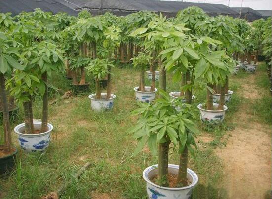 发财树如何施肥,发财树施肥方法