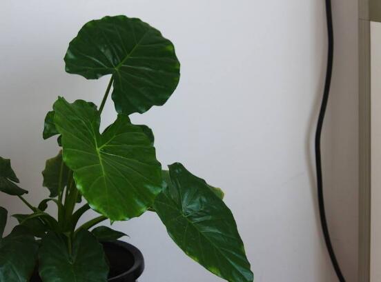 滴水观音开花的寓意,寓意着花开富贵、合家幸福