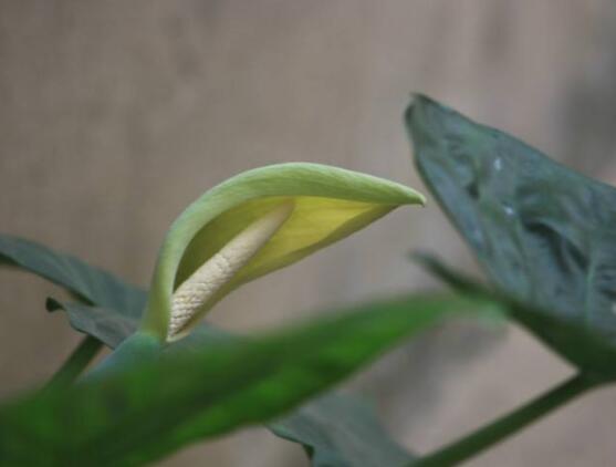 滴水观音开花的寓意,寓意着花开富贵、合家幸福