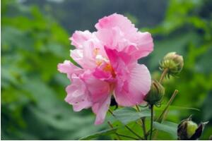 芙蓉花什么时候开，芙蓉花一年开几次花