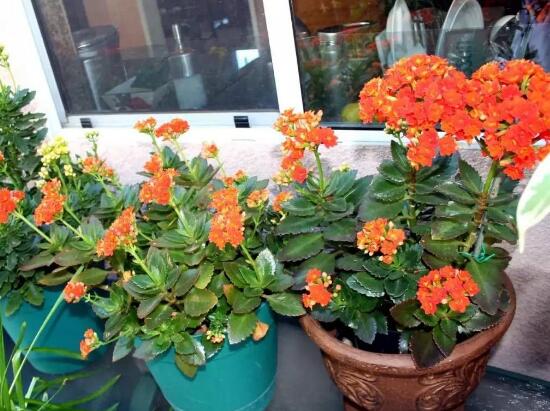 长寿花夏天可以施肥吗,长寿花施肥技巧