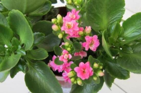 长寿花夏天可以施肥吗,长寿花施肥技巧