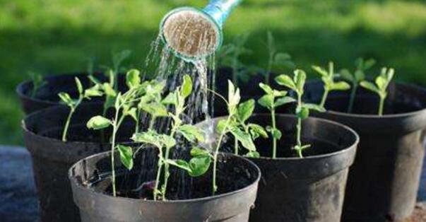 盆栽茶花的浇水的方法