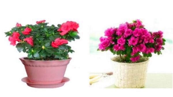 杜鹃花怎么施肥,杜鹃花施肥要点介绍