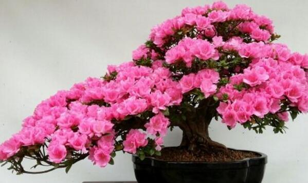 杜鹃花怎么施肥,杜鹃花施肥要点介绍