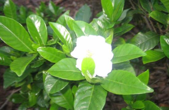 栀子花夏天怎么养，栀子花夏天养殖方法