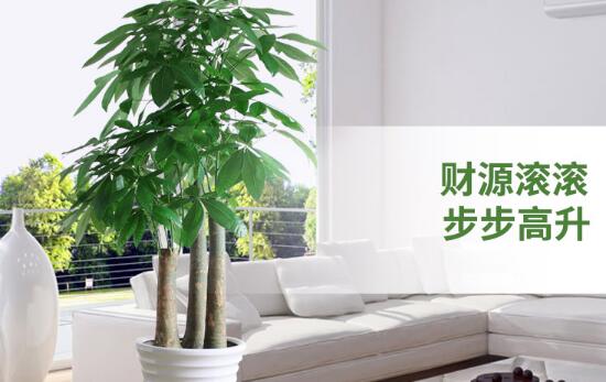 发财树多少钱一盆,发财树价格及图片