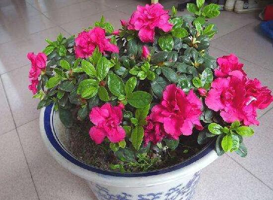 杜鹃花春季怎么养，杜鹃花春季养护方法