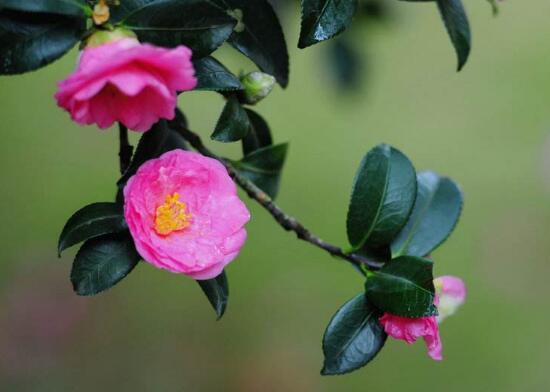 茶花冬天怎么养，茶花冬天的养殖方法