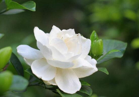 栀子花可以用复合肥吗,栀子花施什么肥好