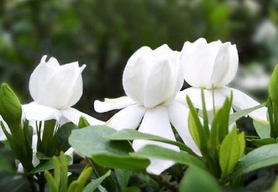 栀子花可以用复合肥吗,栀子花施什么肥好