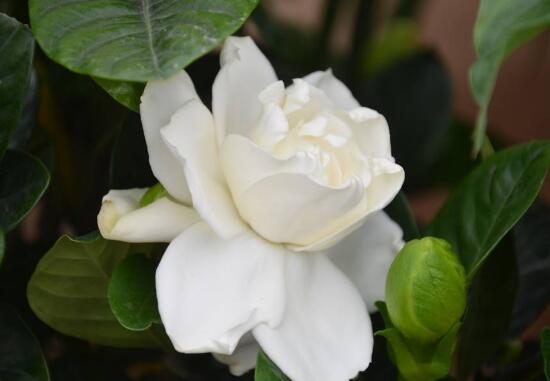 栀子花可以用复合肥吗,栀子花施什么肥好