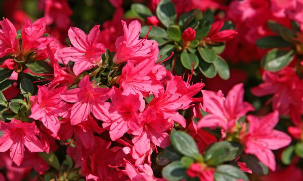 杜鹃花是映山红吗，杜鹃花和映山红的区别