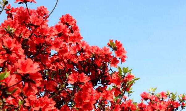 杜鹃花是映山红吗,杜鹃花和映山红的区别