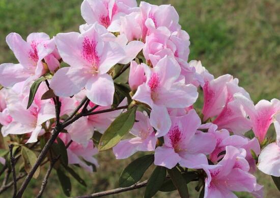 家里养杜鹃花吉祥吗，杜鹃花的寓意和象征