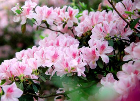 家里养杜鹃花吉祥吗，杜鹃花的寓意和象征