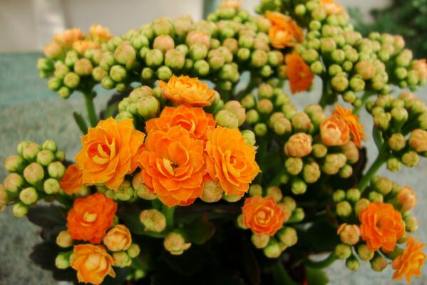 夏季怎样养长寿花,长寿花夏季养殖方法
