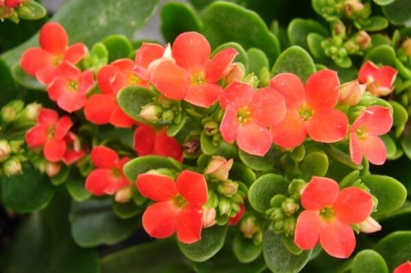 夏季怎样养长寿花,长寿花夏季养殖方法