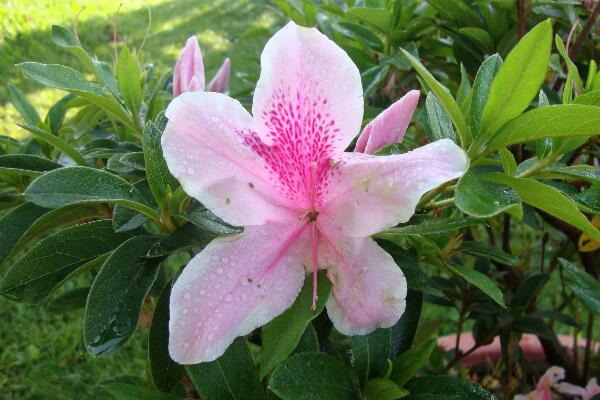 杜鹃花夏天怎么养，杜鹃花夏天怎么管理