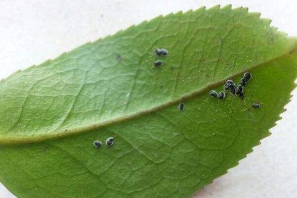 茶花病虫害有哪些，茶花的主要虫害及其防治