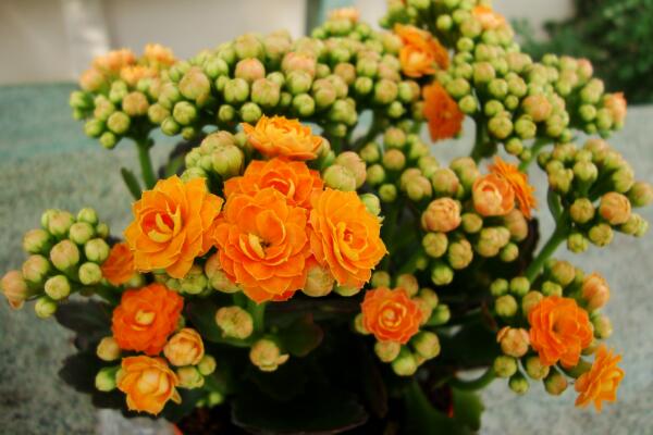 长寿花怎么移栽,长寿花移栽注意事项