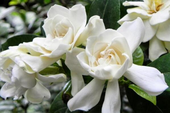 栀子花春天怎么养,栀子花春天的养殖方法