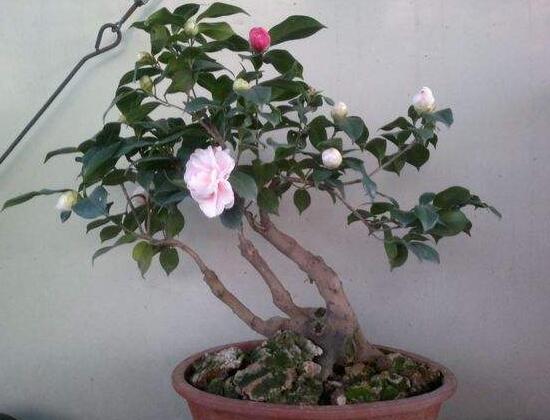 如何制作茶花盆景,茶花盆景图片大全