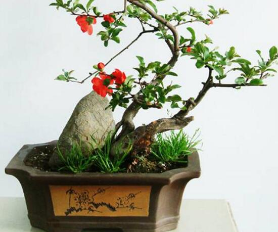 如何制作茶花盆景,茶花盆景图片大全