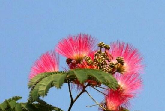 榕树花和合欢花是一种花吗，榕树花和合欢花的区别