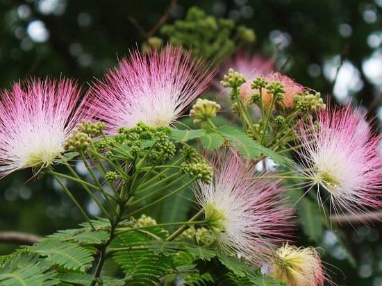 榕树花和合欢花是一种花吗，榕树花和合欢花的区别