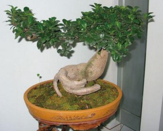 榕树盆景怎么翻盆，榕树换盆注意事项