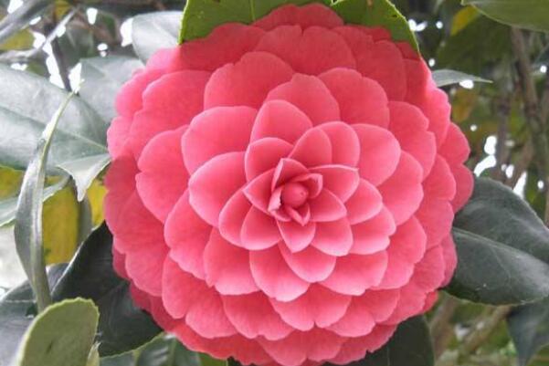 六角大红茶花怎么养殖,六角红茶花的养殖方法