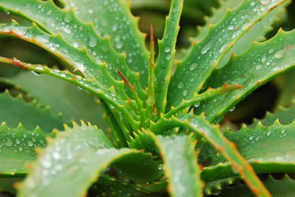 芦荟的养殖方法，花盆、土壤的选择至关重要