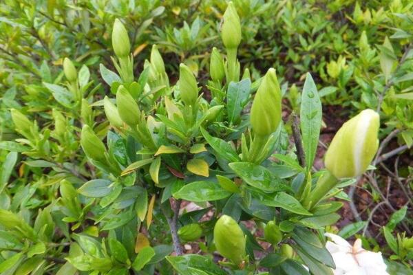 栀子花只长花苞不开花怎么办，主要原因以及处理办法