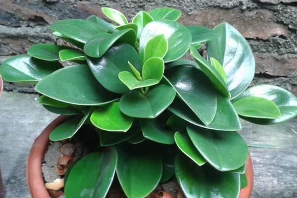 绿植红碧玉怎么养，碧玉绿植适合室内养吗
