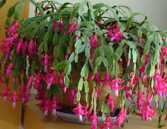 蟹爪兰常见虫害防治,红蜘蛛与介壳虫虫害防治方法