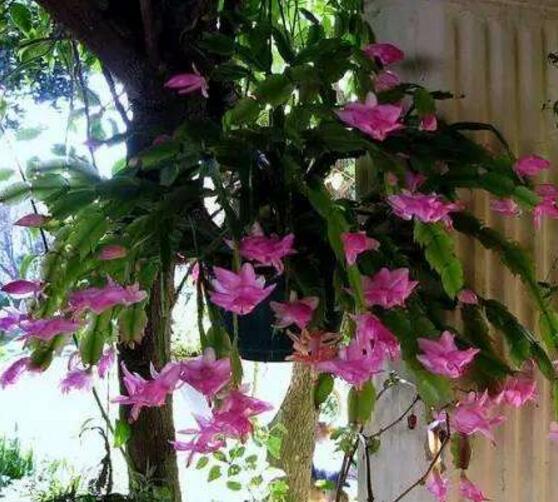 蟹爪兰常见虫害防治,红蜘蛛与介壳虫虫害防治方法