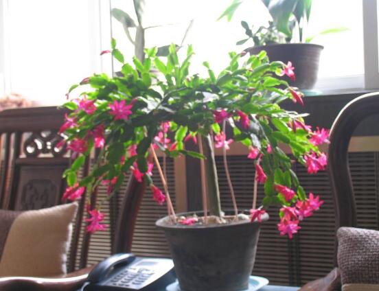 蟹爪兰常见虫害防治,红蜘蛛与介壳虫虫害防治方法