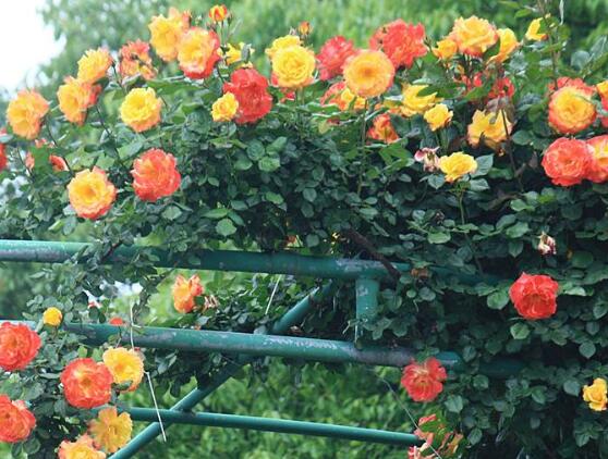 藤本月季和蔷薇的区别，刺大的是藤本月季（三种区别方法）