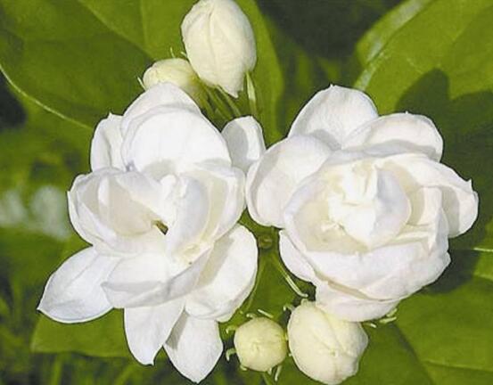 茉莉花烂根了怎么办,换土换盆洗净重新种植