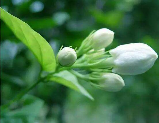 茉莉花烂根了怎么办,换土换盆洗净重新种植