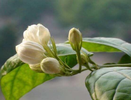 茉莉花烂根了怎么办,换土换盆洗净重新种植