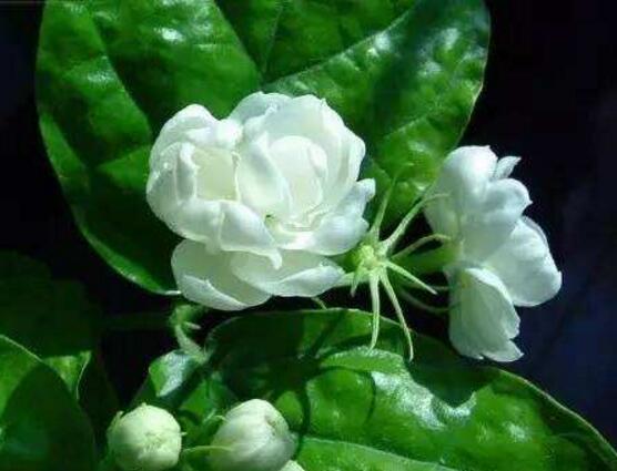 茉莉花烂根了怎么办,换土换盆洗净重新种植