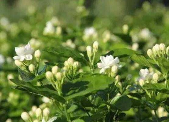 茉莉花烂根了怎么办,换土换盆洗净重新种植