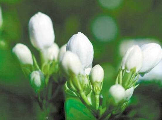 茉莉花烂根了怎么办，换土换盆洗净重新种植